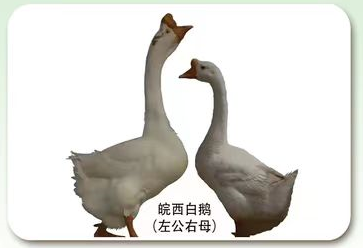 皖西白鹅
